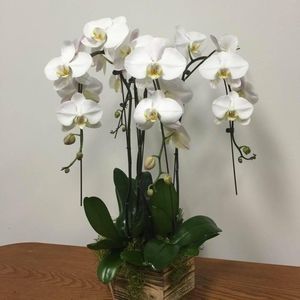 Meet your Posher, Colette